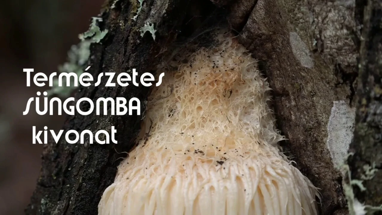 Hogyan kezeljük a prosztata-gyulladást és a hólyaggyulladást - bazilikarestaurant.hu