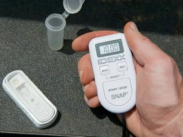 positive parvo snap test