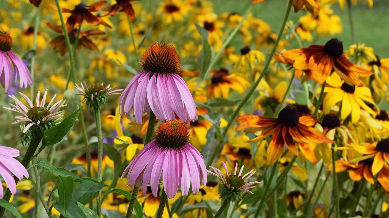 All Perennial Wildflower Seed Mix American Meadows