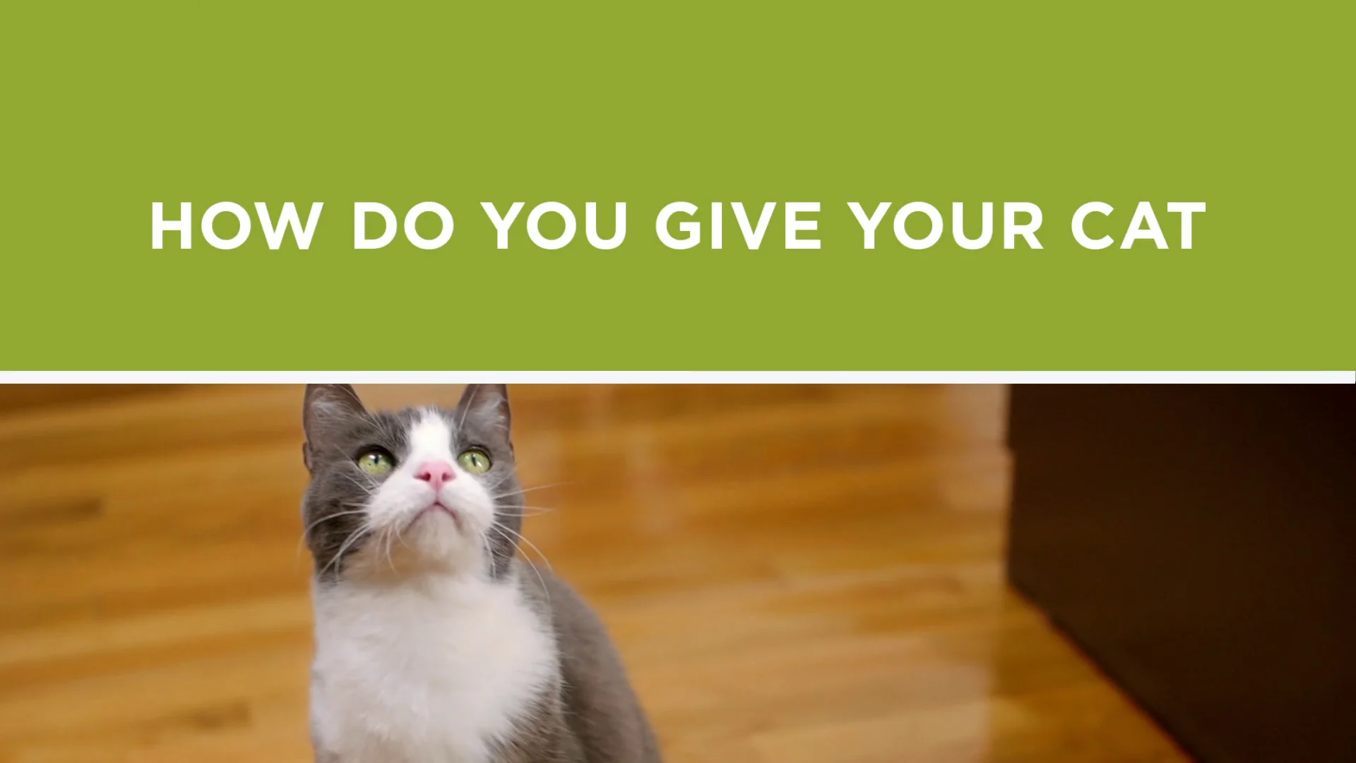 purina cat chow indoor immune health blend