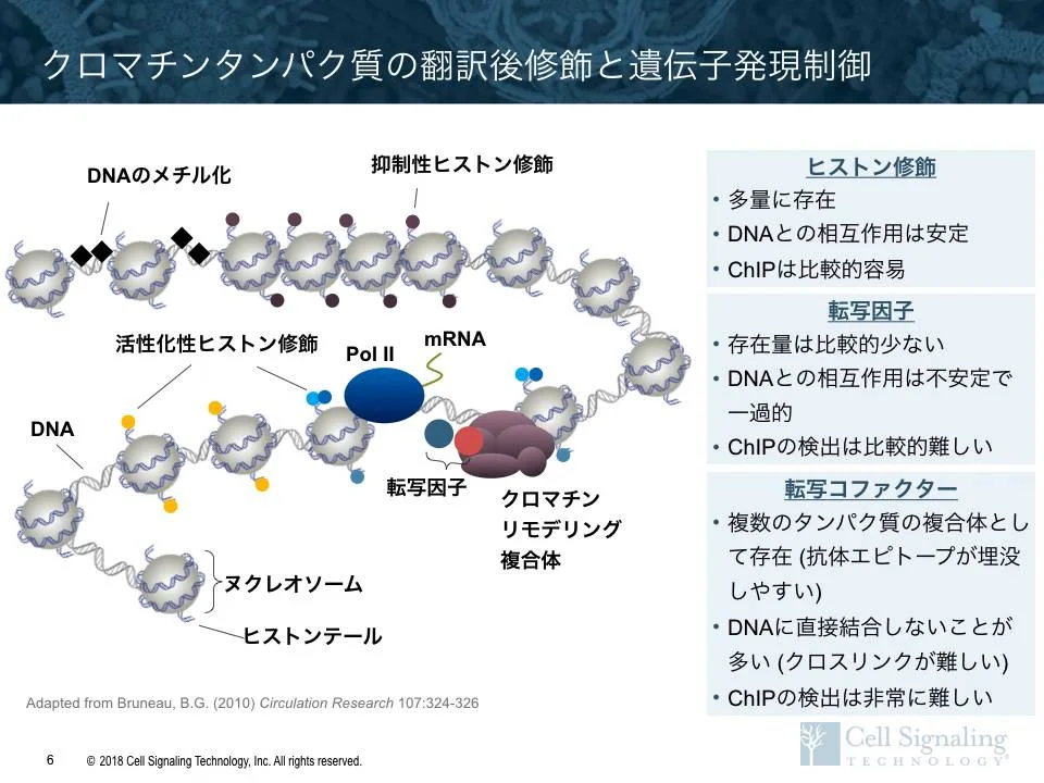 cell signaling technology