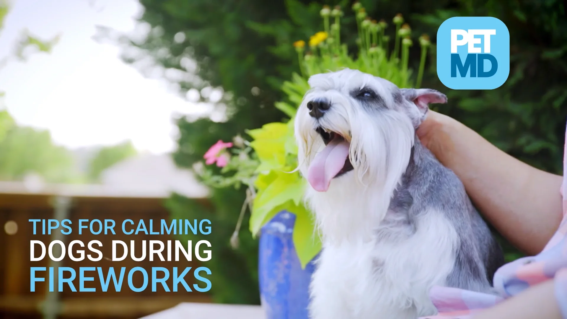 calming music for dogs during fireworks