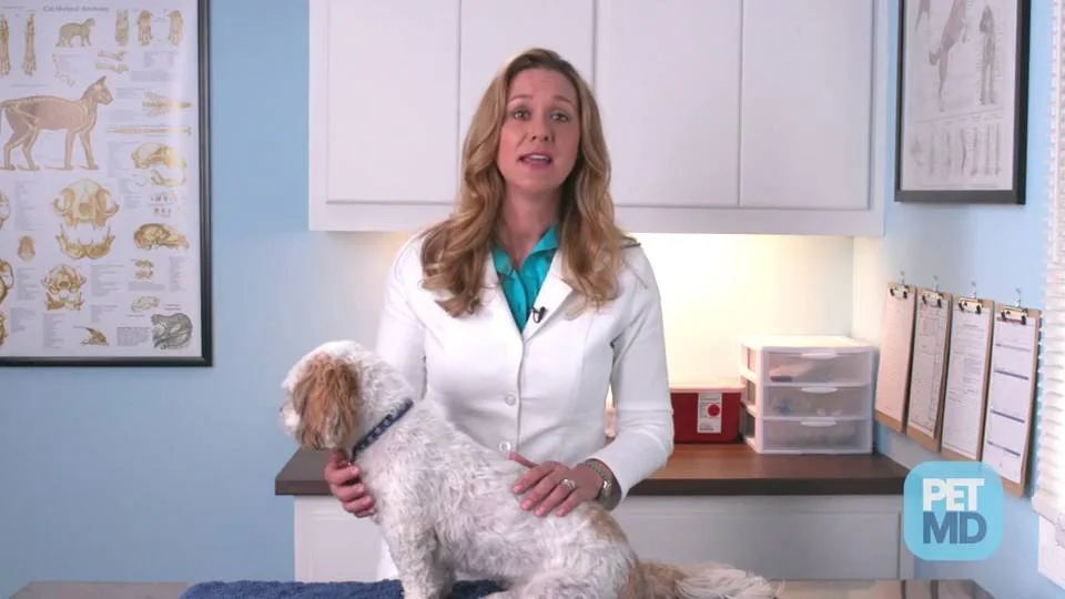 how do dogs get parvo and distemper