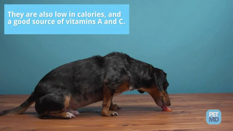 Can Dogs And Puppies Eat Apples Are Apples Good For Dogs Petmd