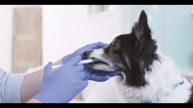 sileo gel canine sileo gel canine