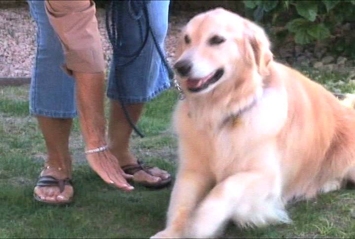 perfect dog command collar