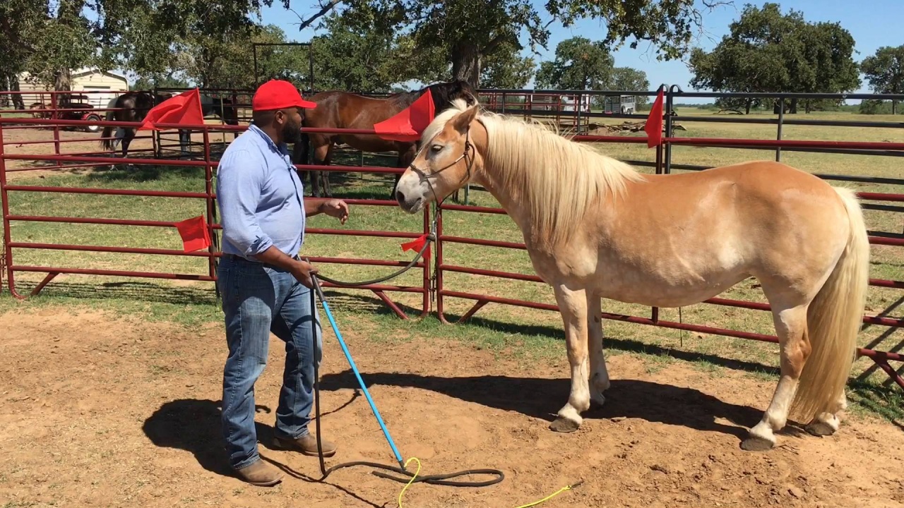 Basic Gradual Desensitizing Course Steady Horse Training