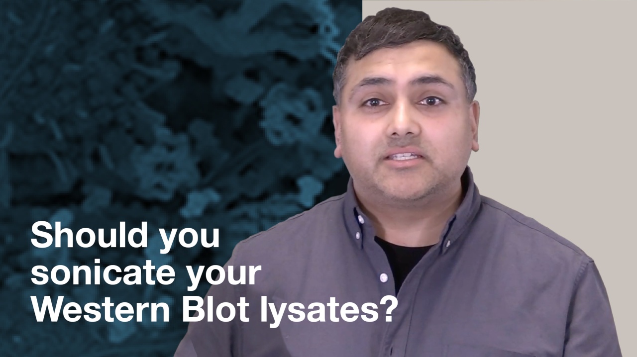 您应该超声处理蛋白质印迹裂解物吗