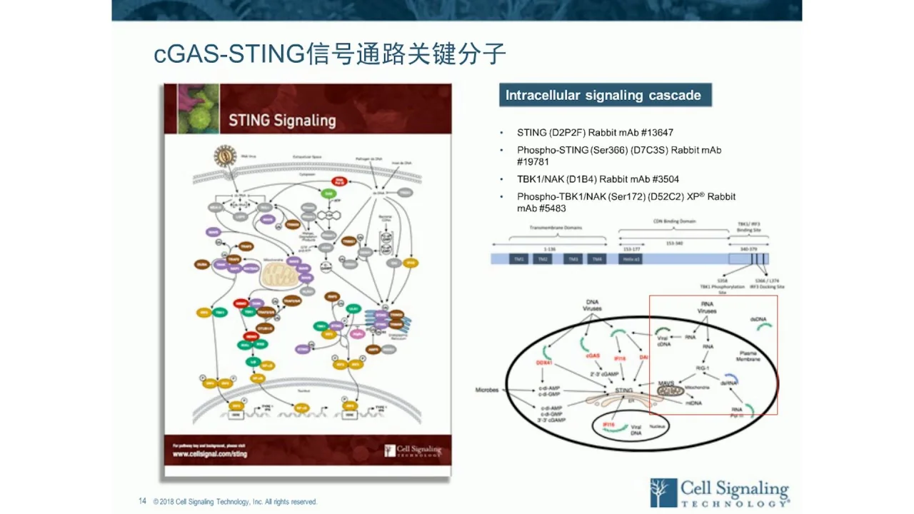 具有巨大潜力的天然免疫和肿瘤免疫干预靶标 Cgas Sting信号通路 Cell Signaling Technology