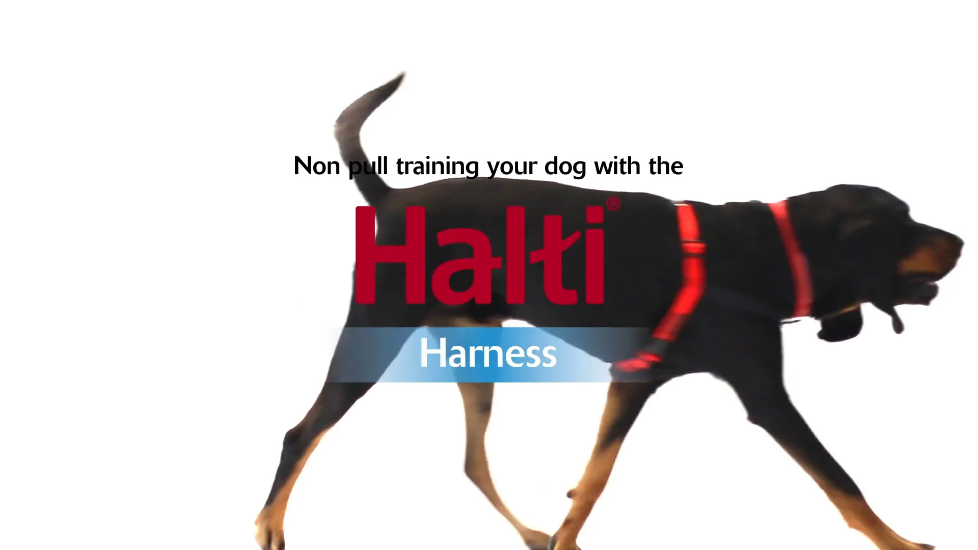 halti body harness