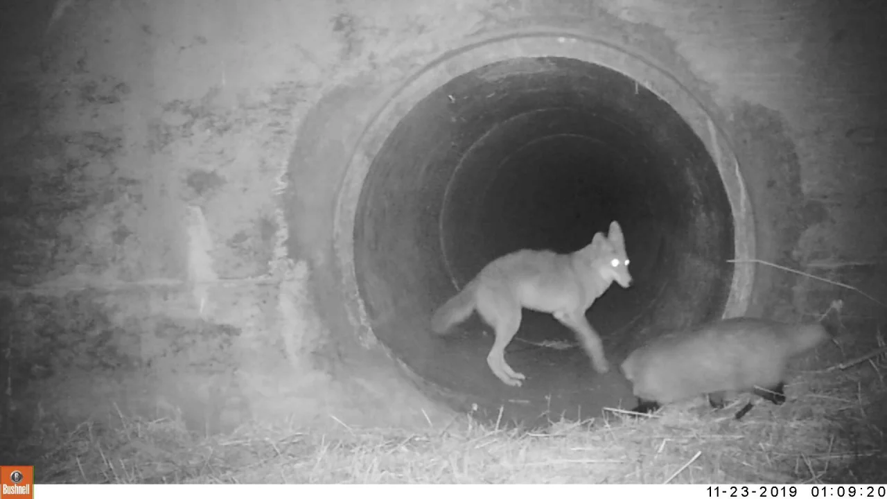 5 Things You Didn T Know About Bay Area Badgers