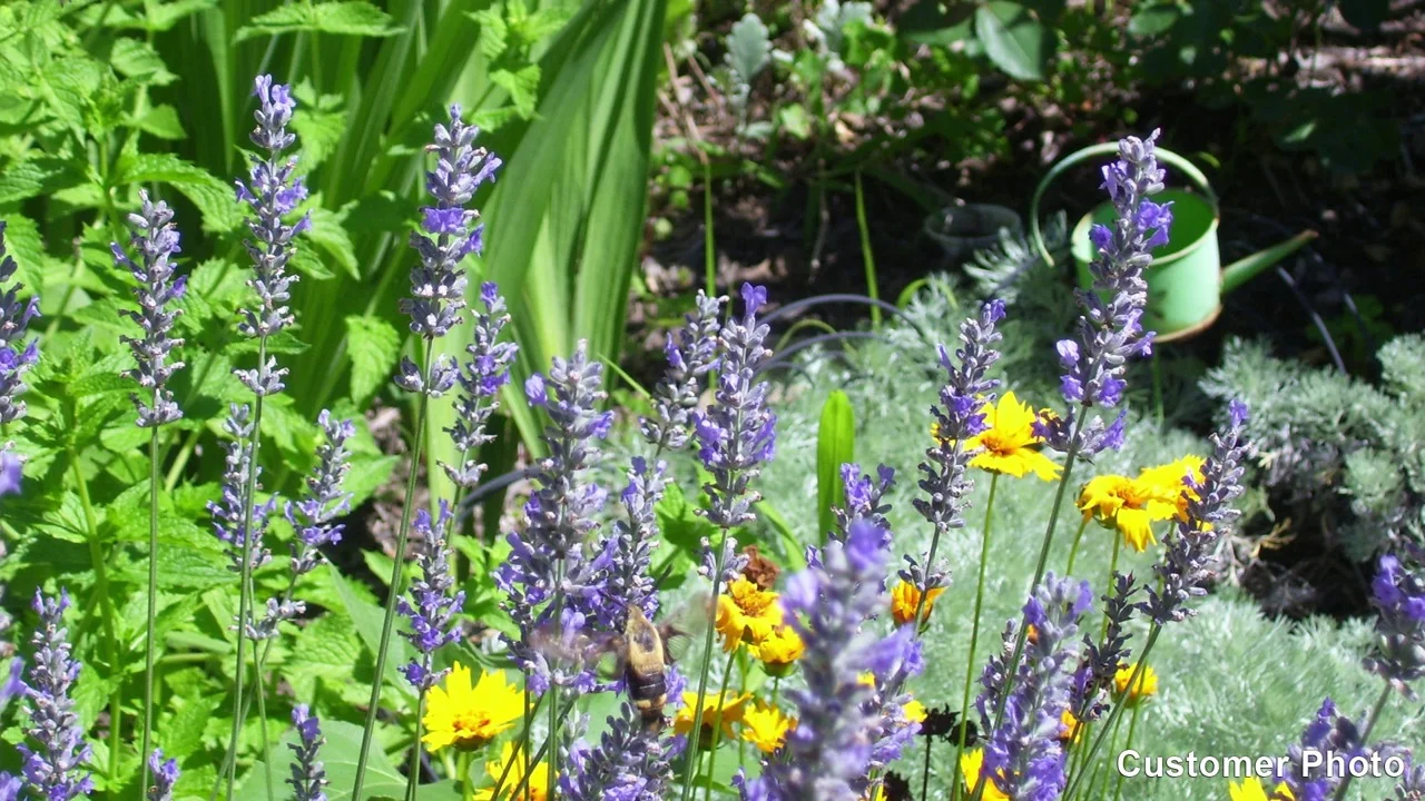 Munstead English Lavender Lavandula American Meadows