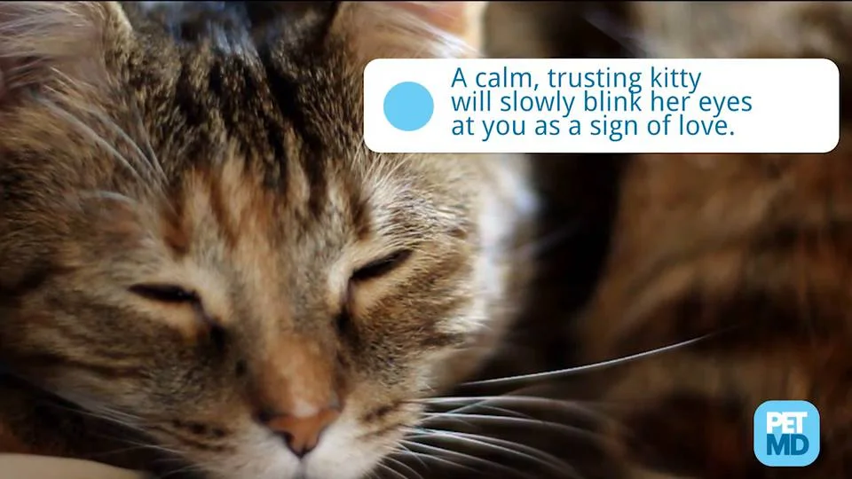 can my cat give me a cold