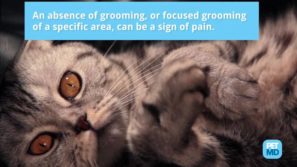 How To Tell If A Cat Is In Pain 25 Signs You Can Look For Petmd