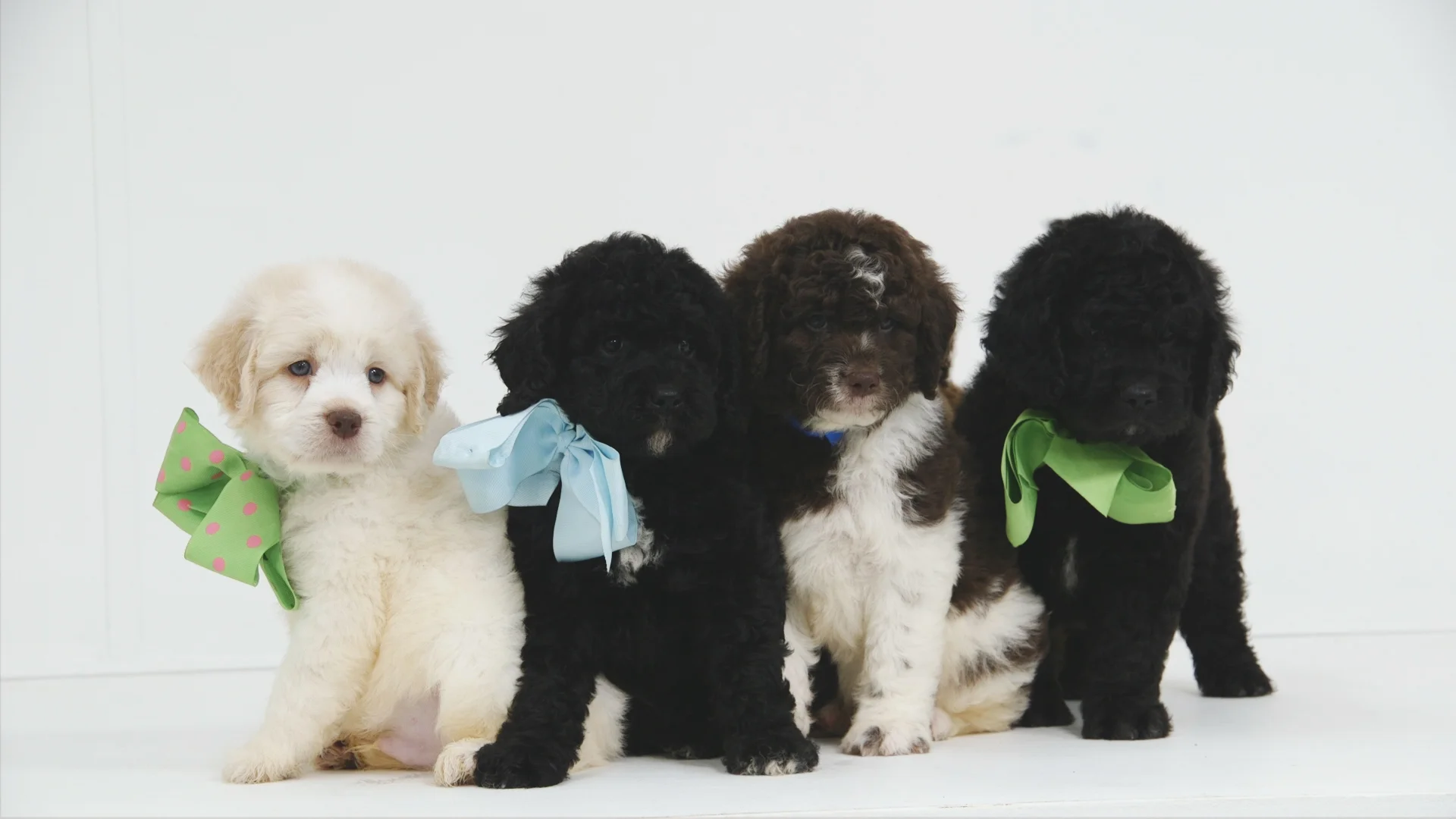 willowgreen goldendoodles